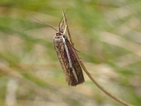 Image of Orocrambus catacaustus Meyrick 1885