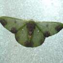 Image of Oospila atopochlora Prout 1933