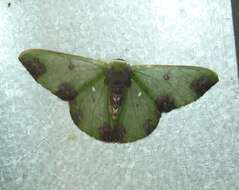 Image of Oospila atopochlora Prout 1933