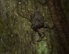 Image of Onidistus araneus Pascoe 1870