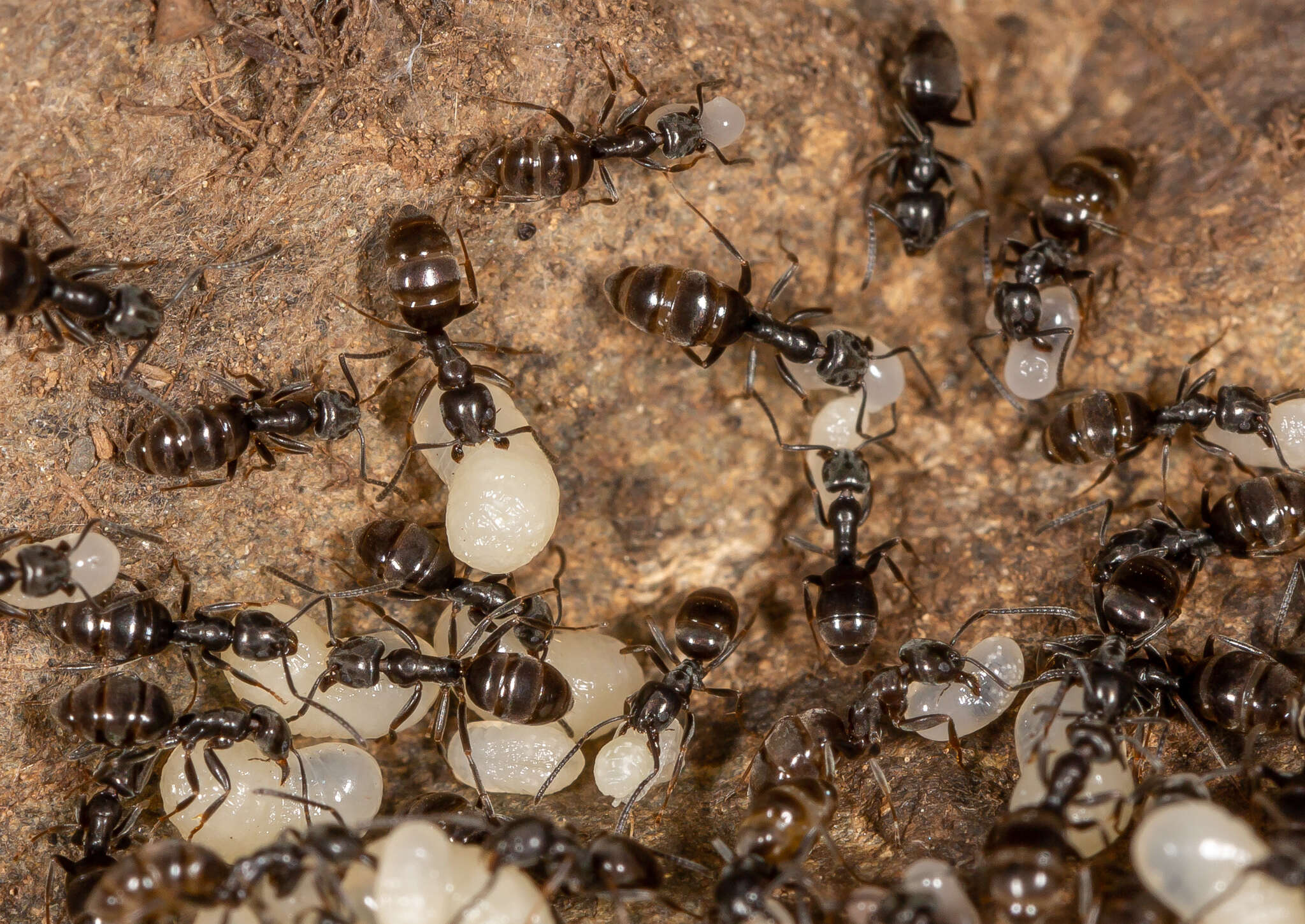 Image of Erratic ant