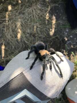 Image of Mexican Black and Gold Red Rump Tarantula