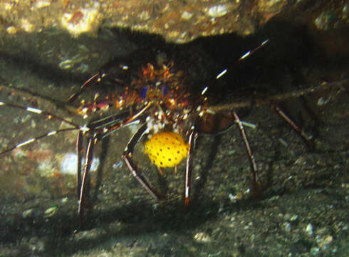 Image of Longlegged Spiny Lobster