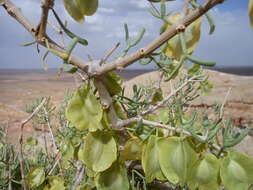 Image of Zygophyllum xanthoxylum (Bunge) Engl.