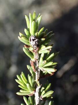 Imagem de Adenostoma fasciculatum var. obtusifolium S. Wats.