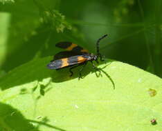 Image of Banded Net-winged Beetle