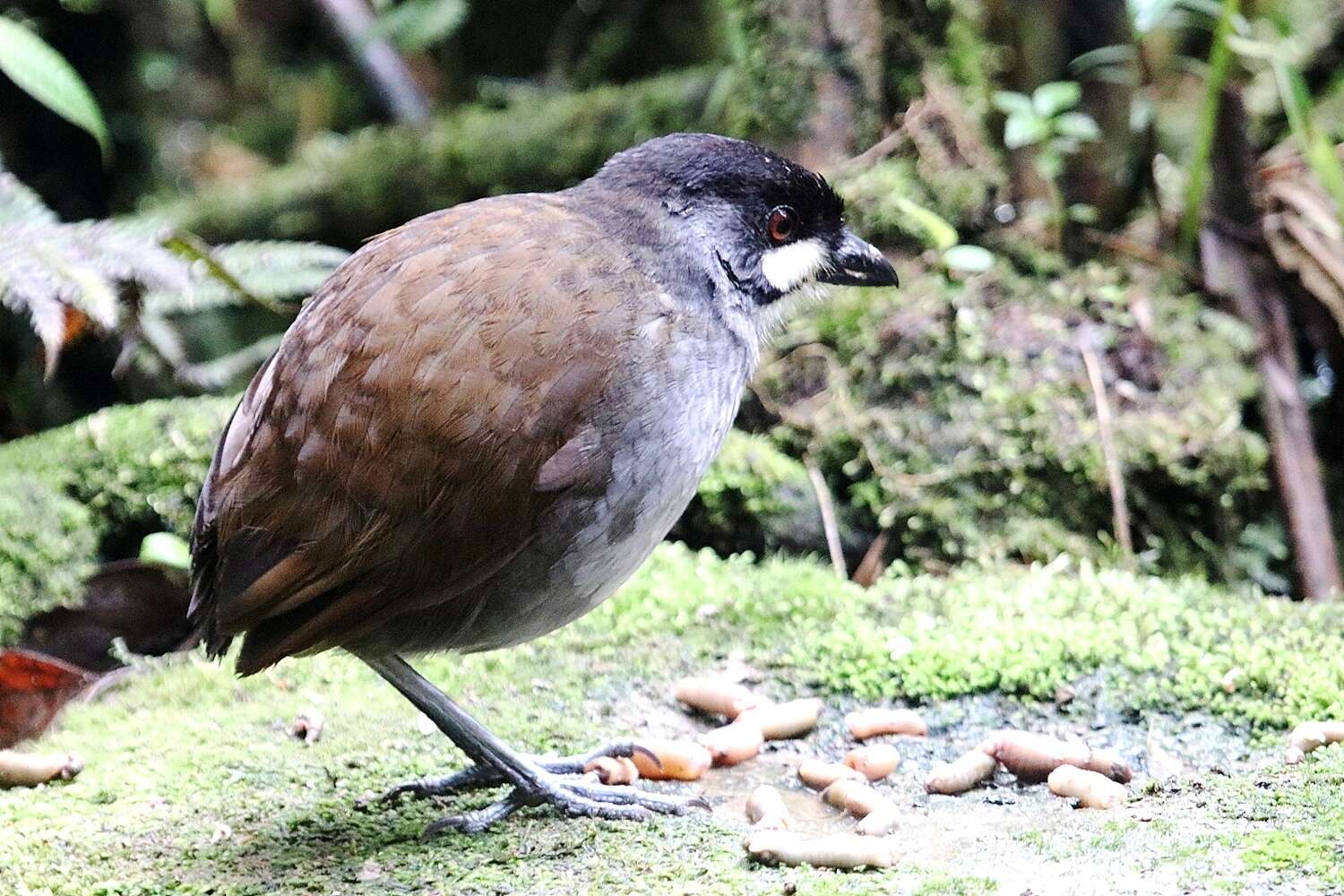 Image of Jocotoco Antpitta