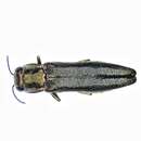 Image of Agrilus masculinus Horn 1891