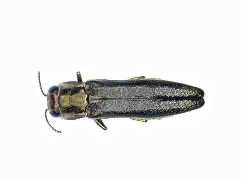 Image de Agrilus masculinus Horn 1891