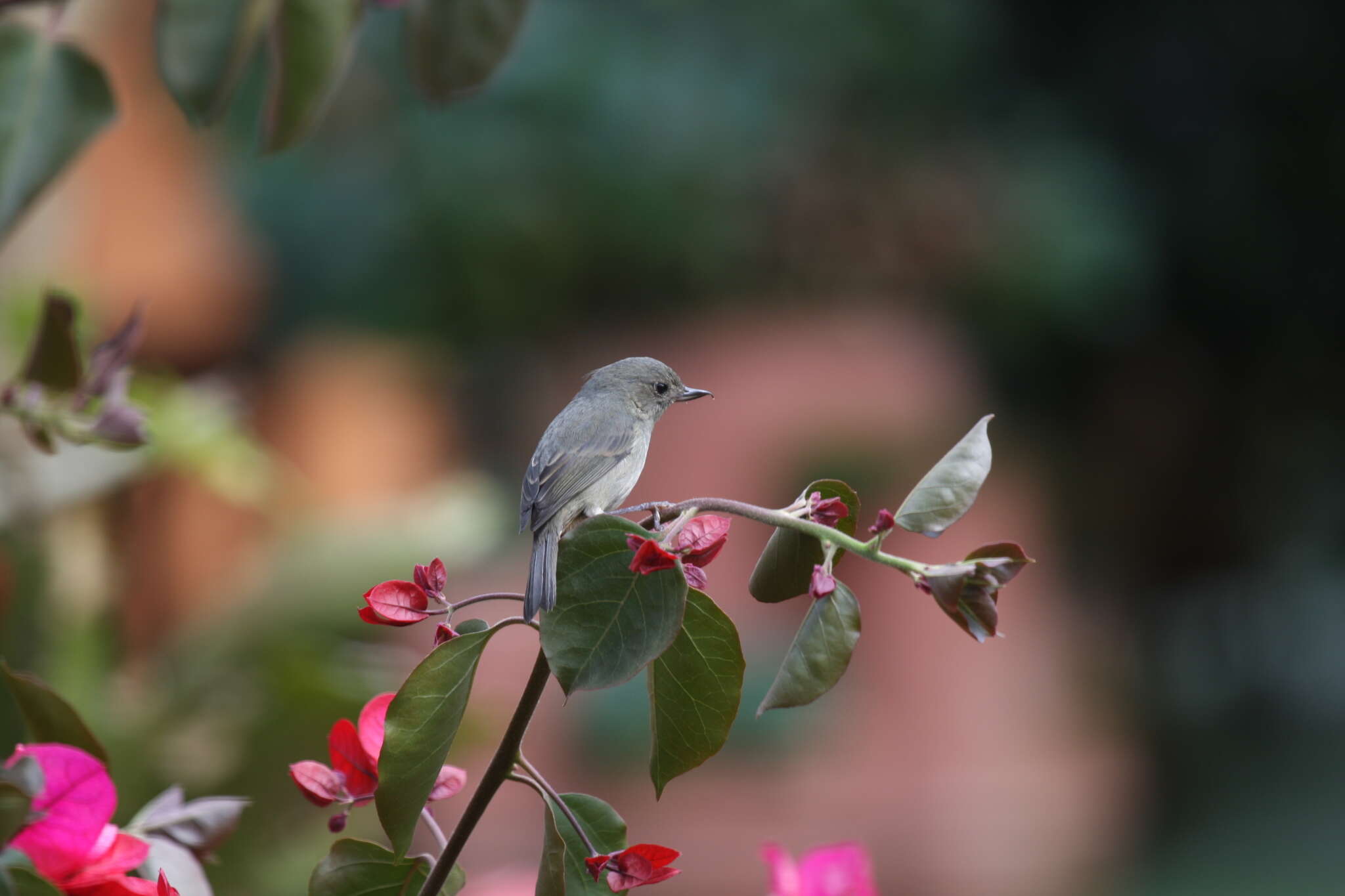 Image of Slaty Flower-piercer