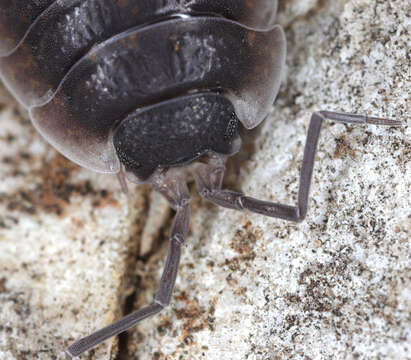 Image of Porcellio orarum Verhoeff 1910