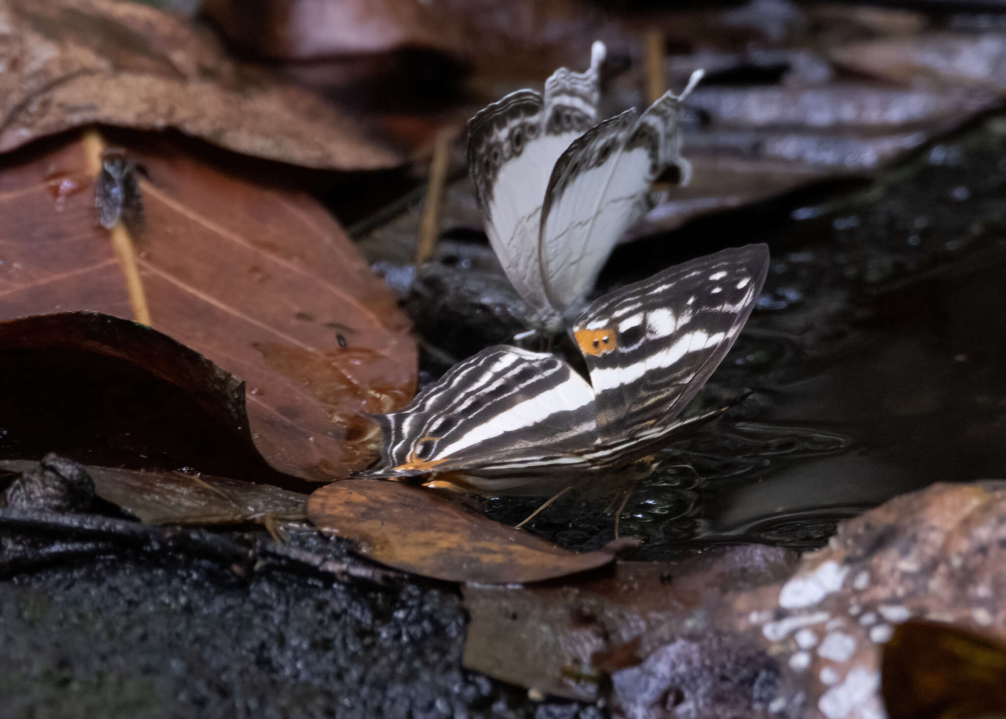 Слика од Cyrestis telamon Linnaeus 1758