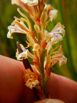 Image of Tritoniopsis unguicularis (Lam.) G. J. Lewis