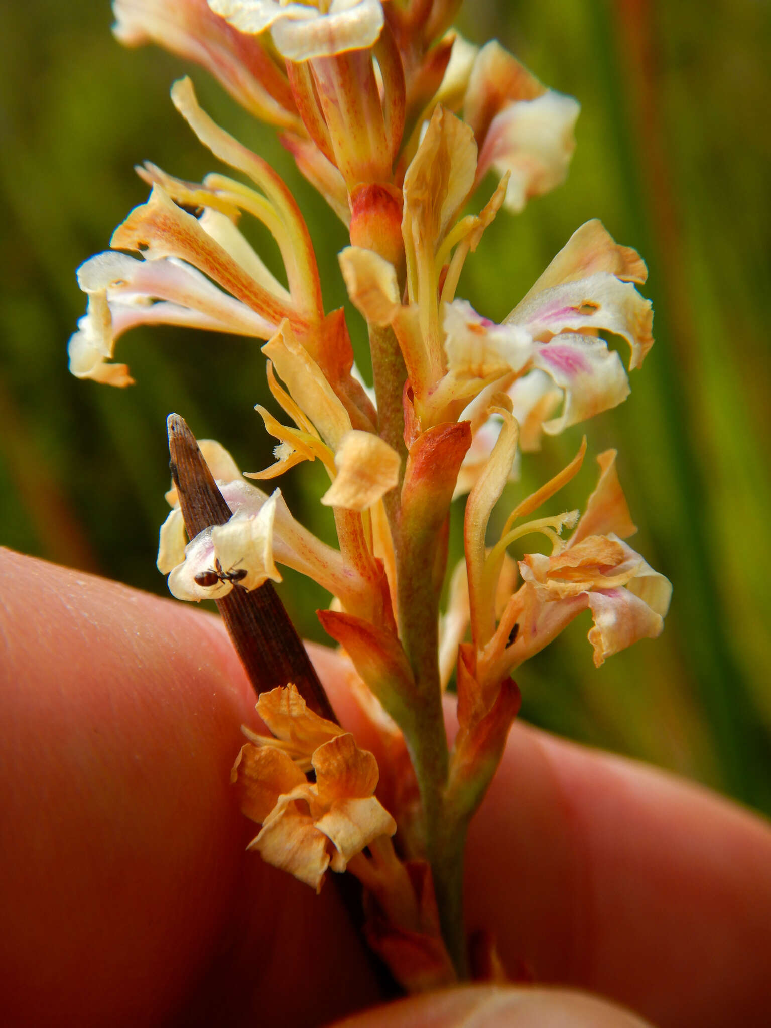 Imagem de Tritoniopsis unguicularis (Lam.) G. J. Lewis