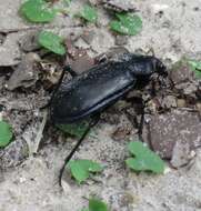 Calosoma (Callitropa) macrum Le Conte 1853 resmi