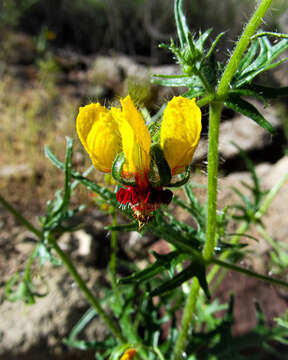 Image of Loasa multifida C. Gay