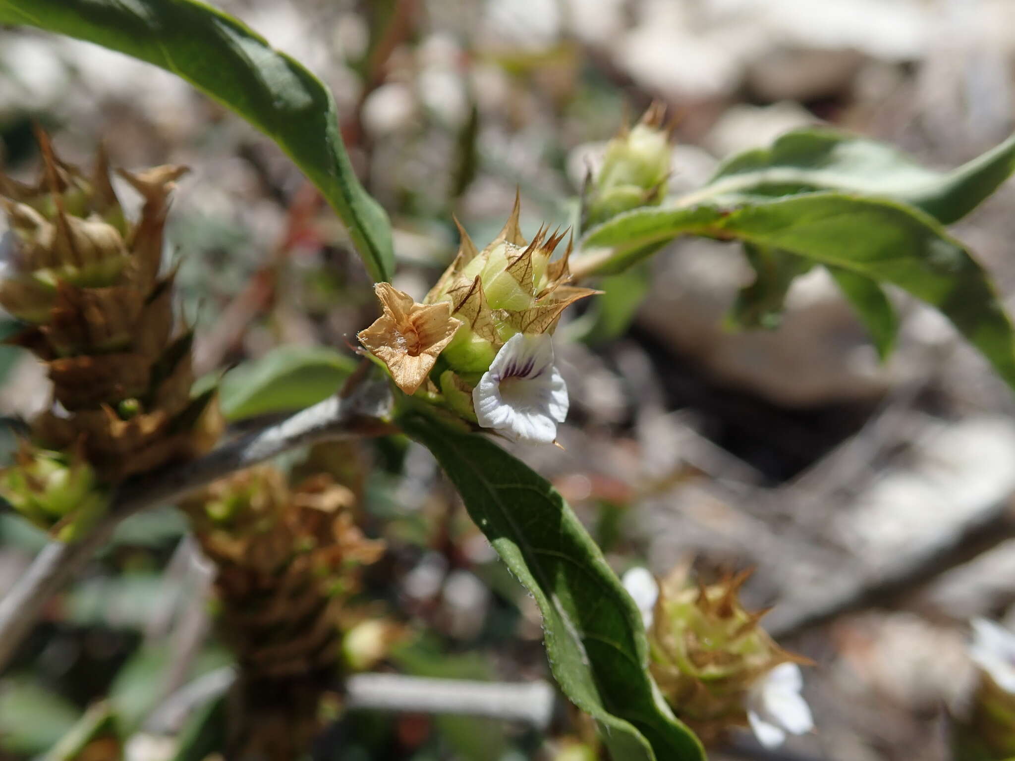 Neuracanthus umbraticus S. Bidgood & R. K. Brummitt resmi