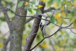 صورة Aegithalos caudatus kiusiuensis Kuroda & Nagamichi 1923