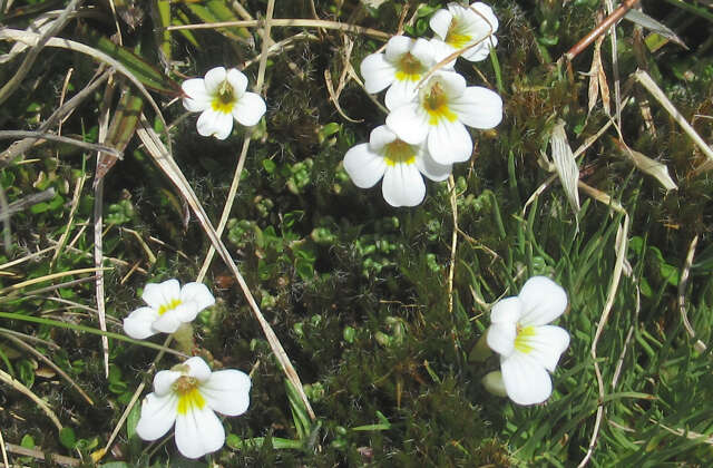 Imagem de Euphrasia revoluta Hook. fil.