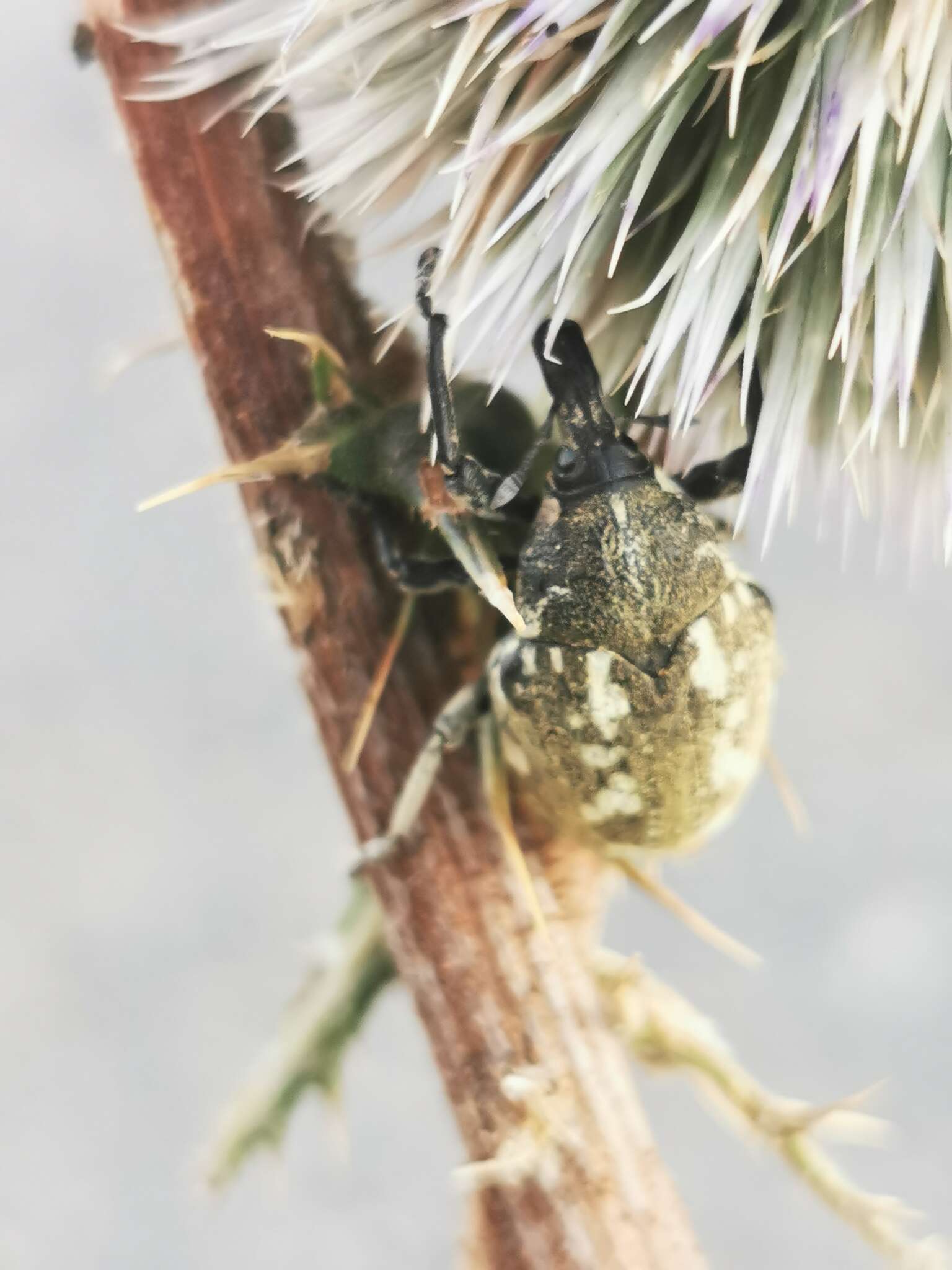 Larinus onopordi (Fabricius & J. C. 1787)的圖片