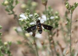 Image of Muwarna vitreilinearis Lambkin & Yeates 2003