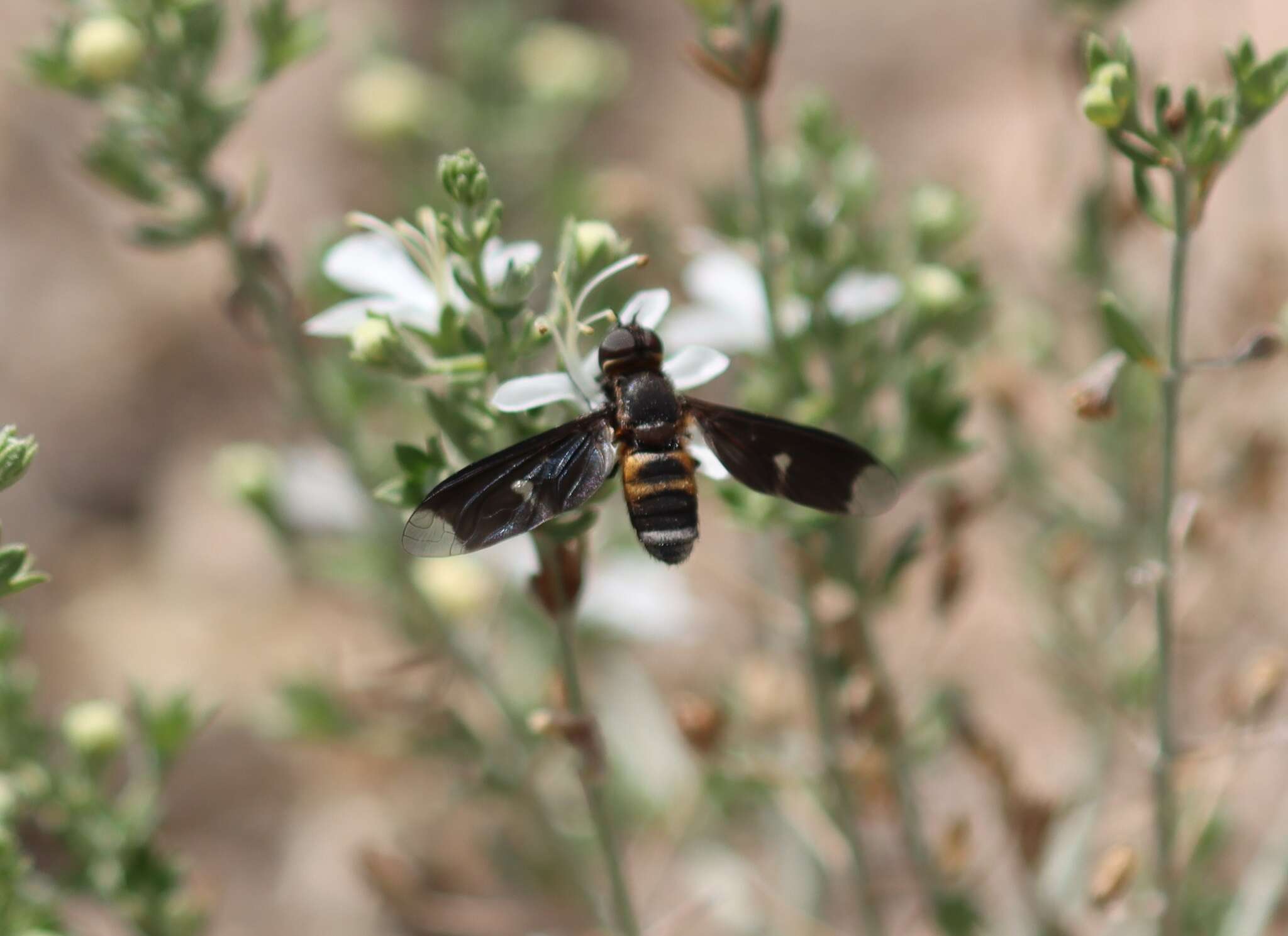 Image of Muwarna vitreilinearis Lambkin & Yeates 2003