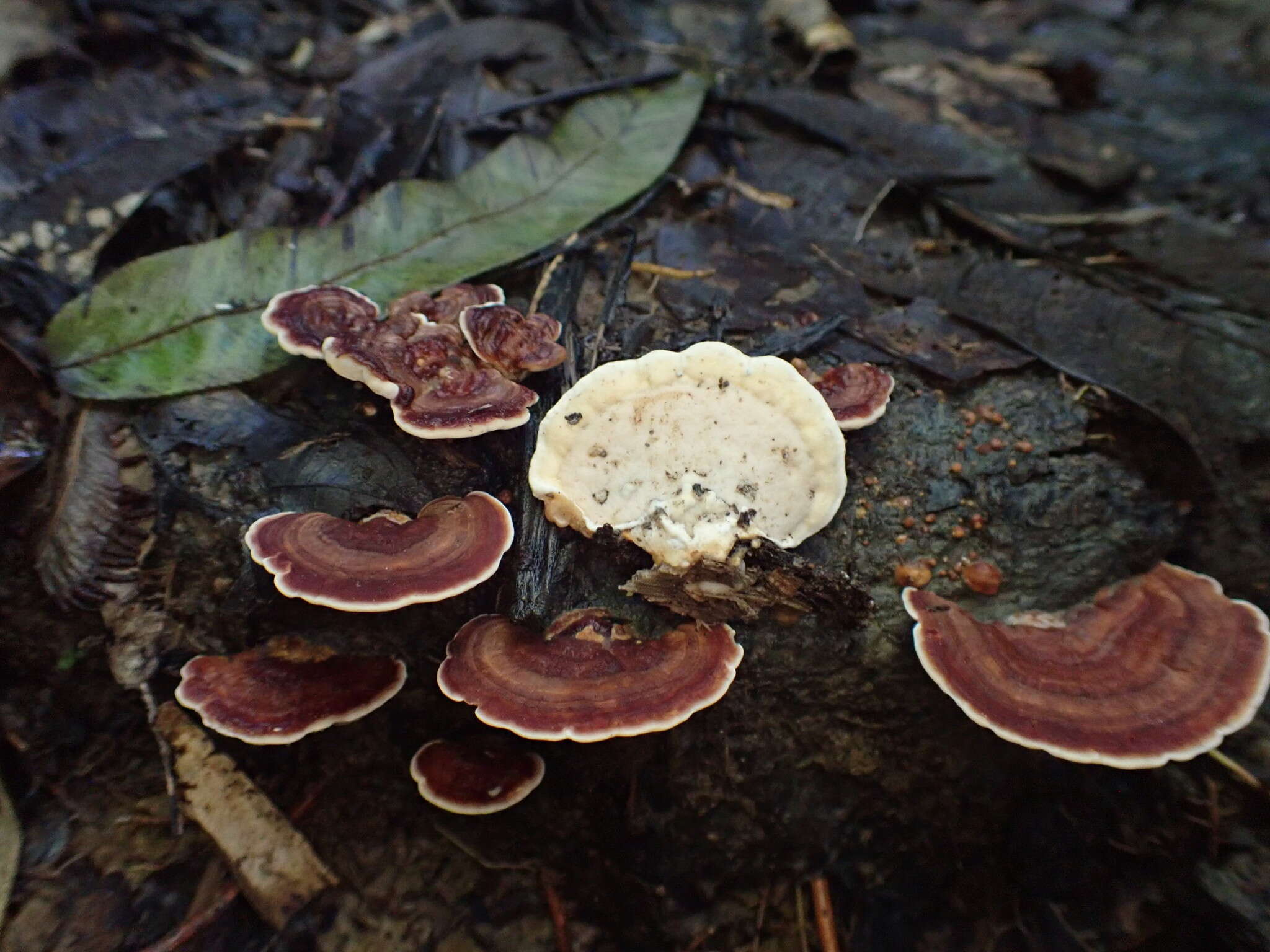 Sivun Physisporinus lineatus (Pers.) F. Wu, Jia J. Chen & Y. C. Dai kuva