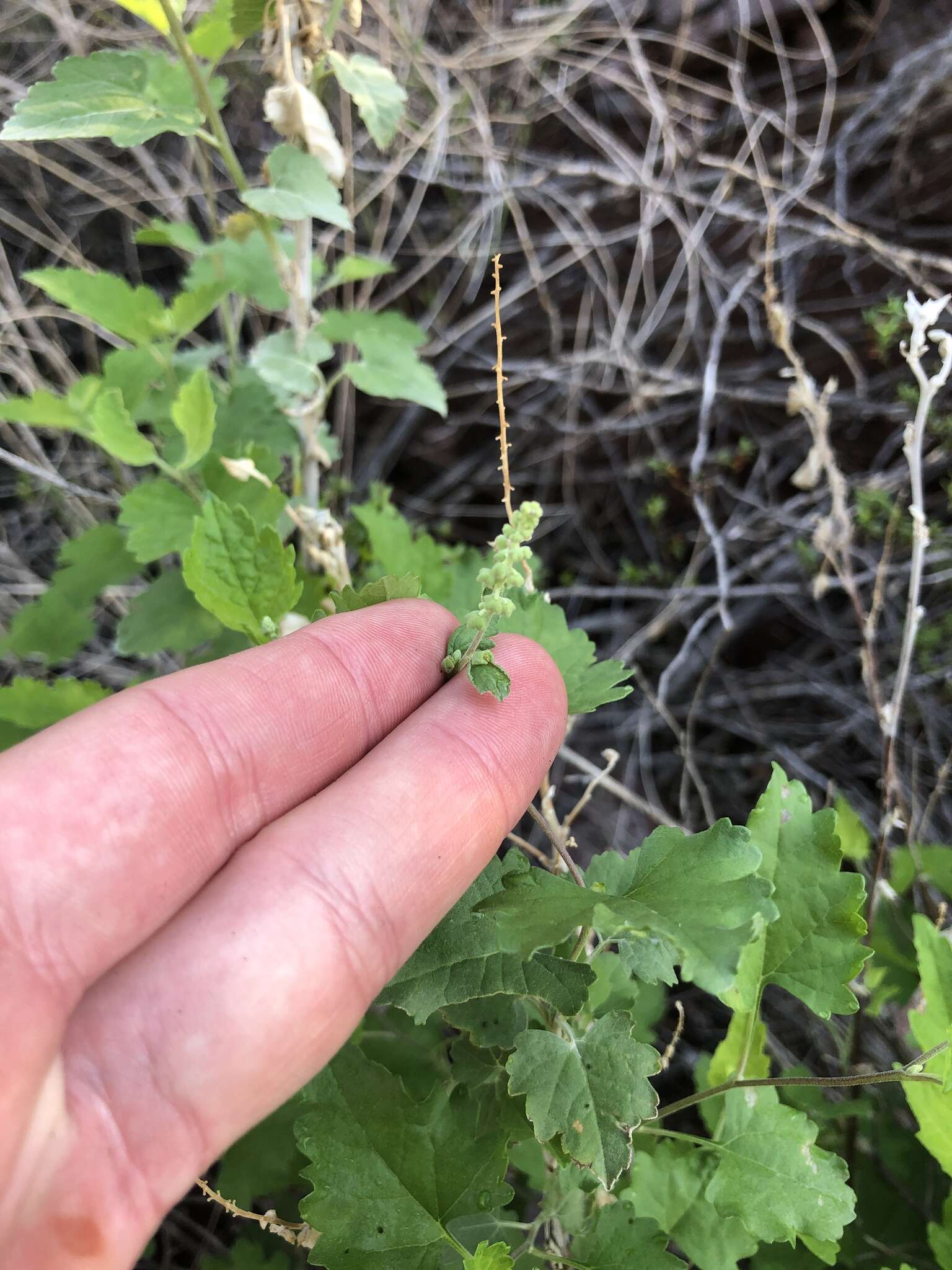 Image of Tucson bur ragweed