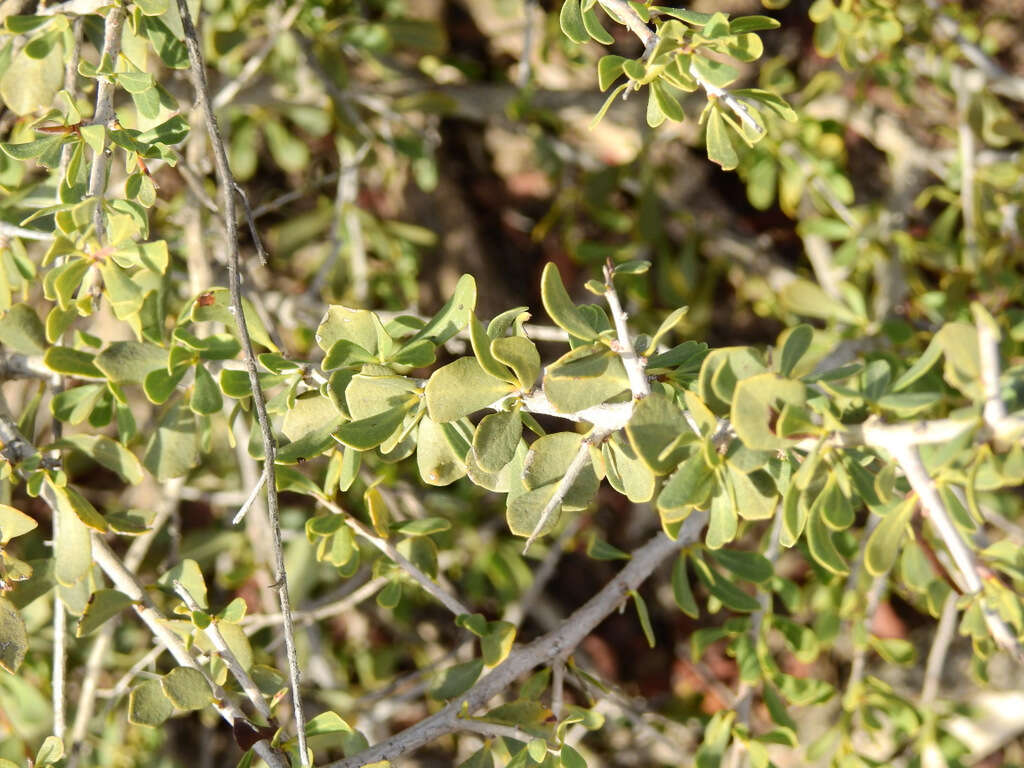 Image de Schinus johnstonii F. A. Barkley