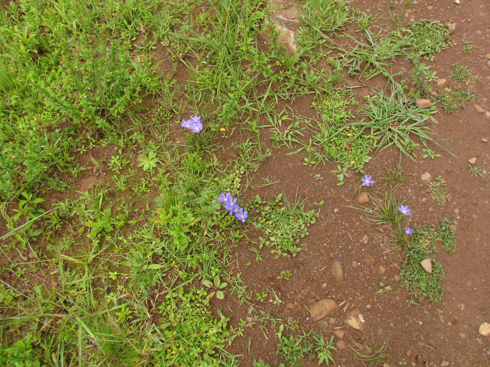 Calydorea crocoides Ravenna resmi