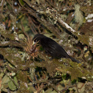 Imagem de Cacicus chrysonotus d'Orbigny & Lafresnaye 1838