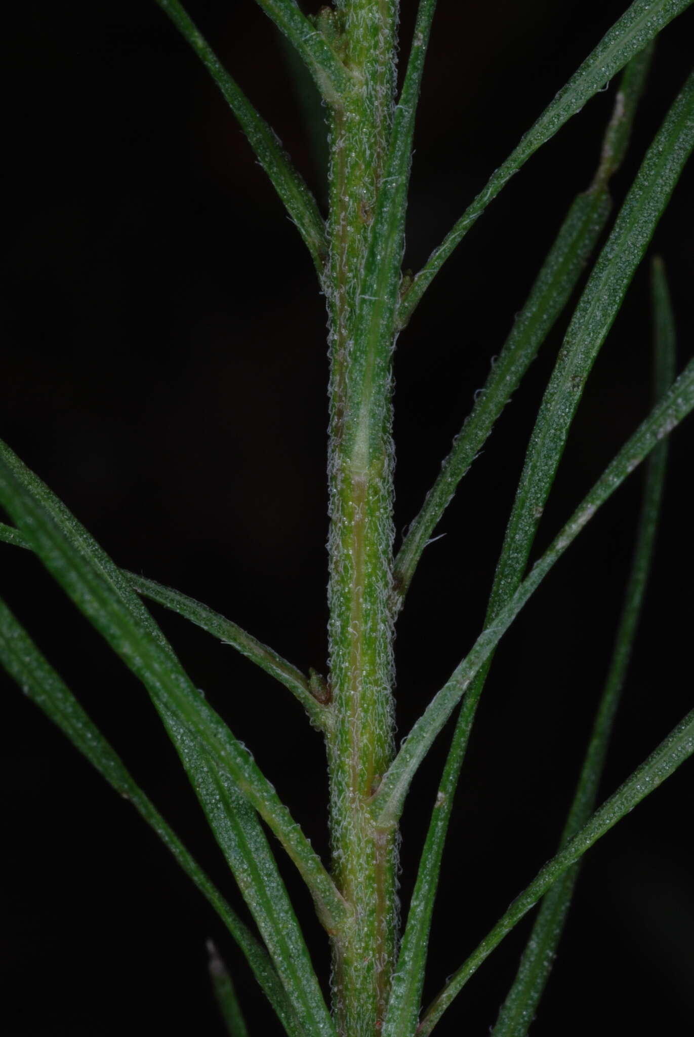 Image of spreading blazing star