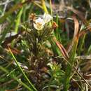 Sivun Euphrasia antarctica Benth. kuva