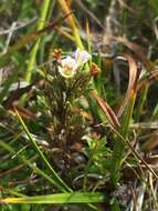 Imagem de Euphrasia antarctica Benth.