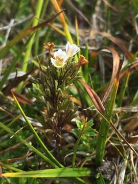 Image of Euphrasia antarctica Benth.