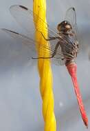 Image of Rosy Skimmer