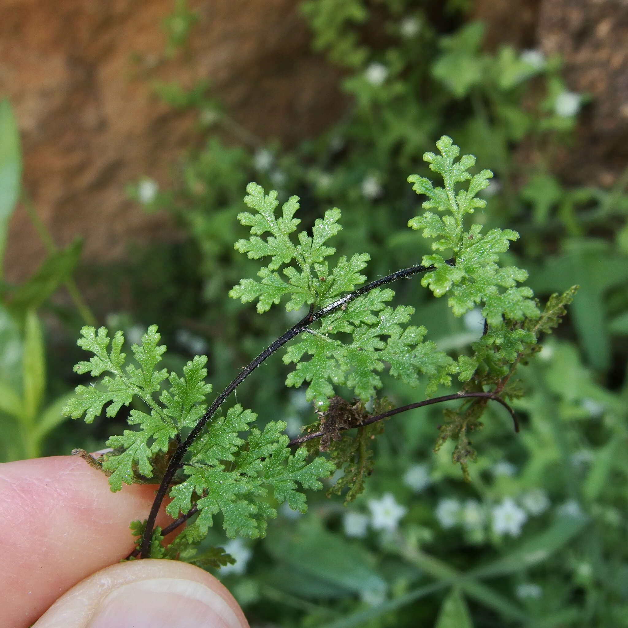 Image of viscid lipfern