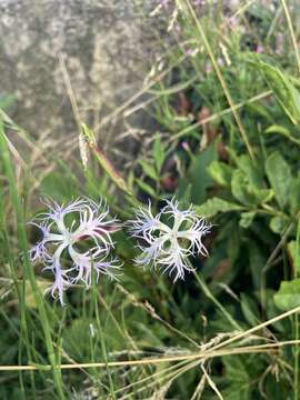 Image of Dianthus superbus subsp. superbus