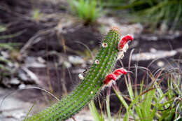 Image of Cleistocactus samaipatanus (Cárdenas) D. R. Hunt