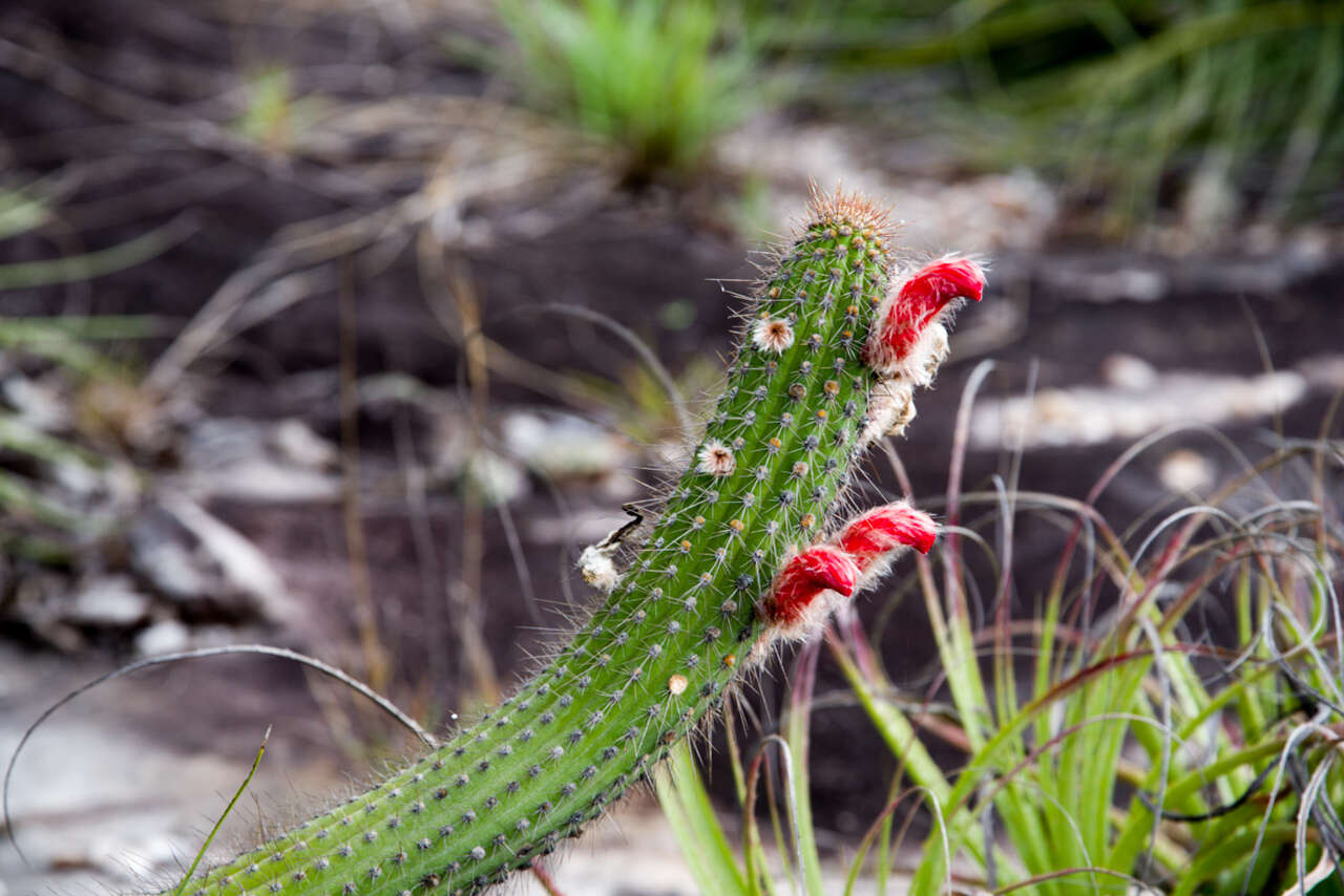 Image of Cleistocactus samaipatanus (Cárdenas) D. R. Hunt