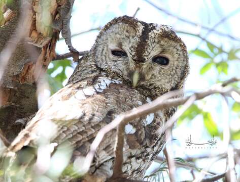 Image of Maghreb Owl