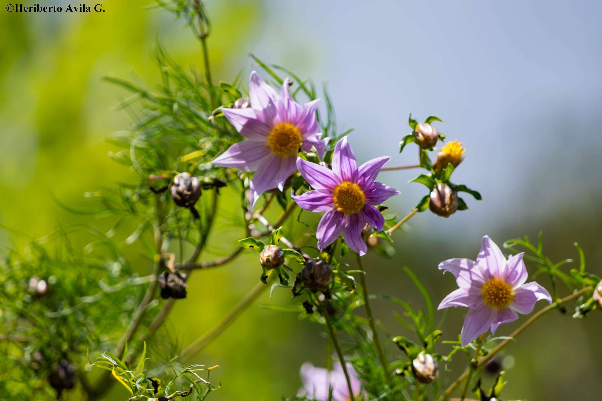 Image of Dahlia rupicola P. D. Sorensen