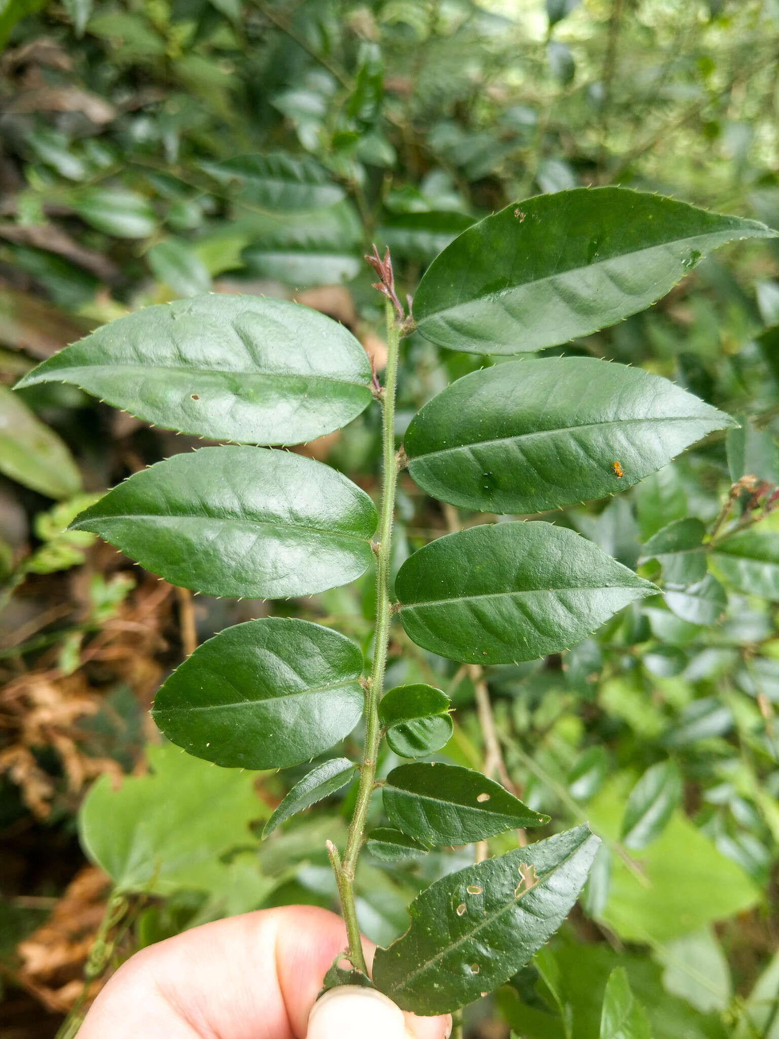 Слика од Ilex pubescens Hook. & Arn.