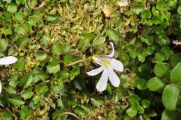 Imagem de Lobelia angulata G. Forst.