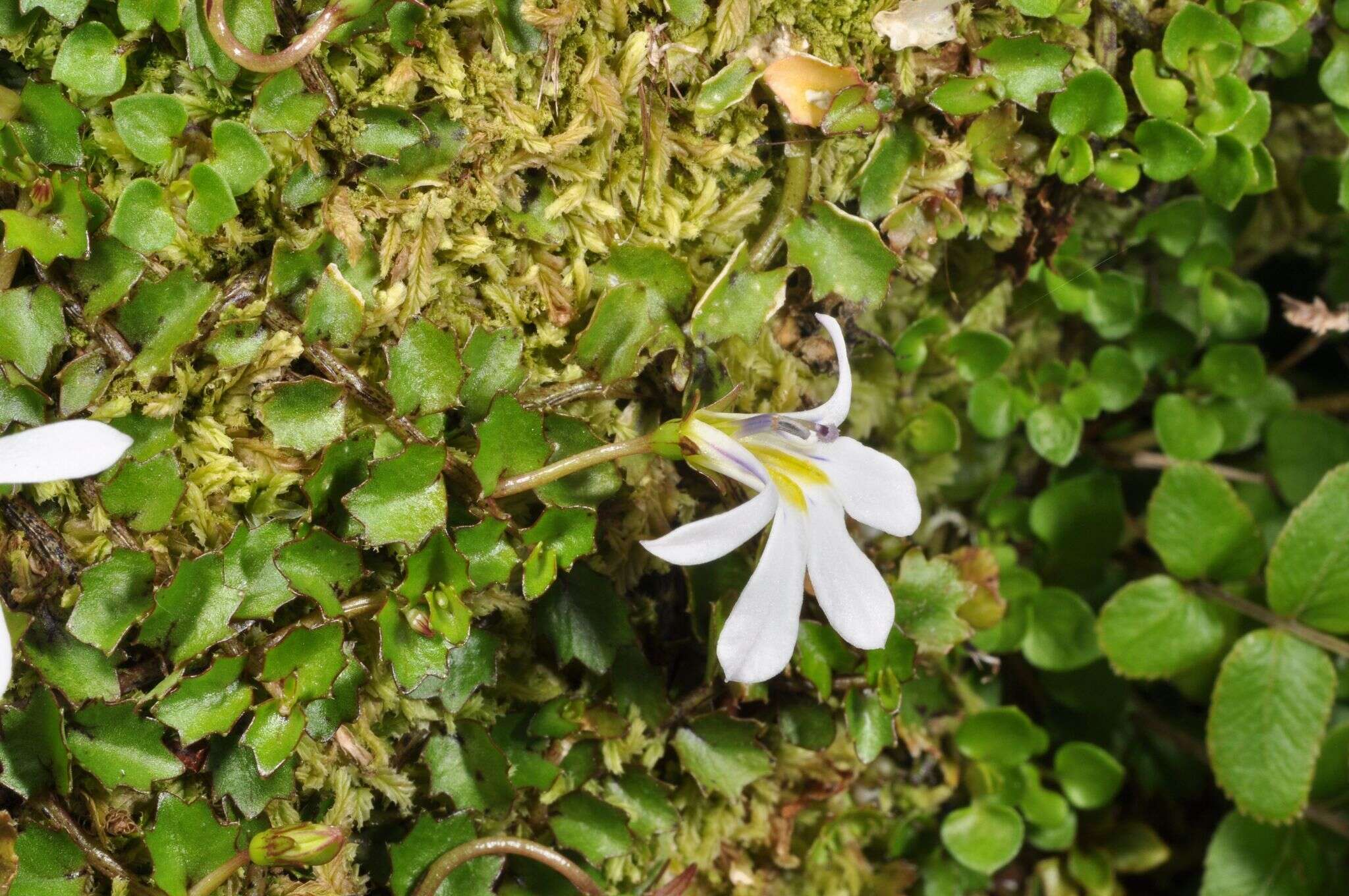 Imagem de Lobelia angulata G. Forst.