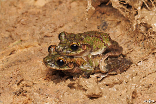 Image of Slender-legged Treefrog