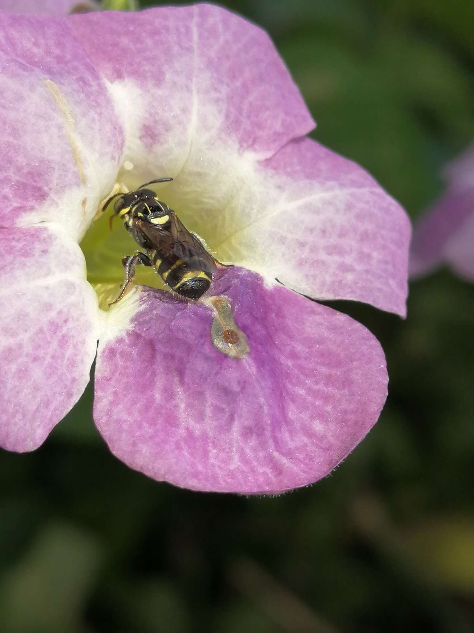 Sivun Ceratina nigrolateralis Cockerell 1916 kuva