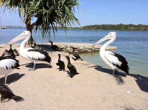 Image of Australian Pelican