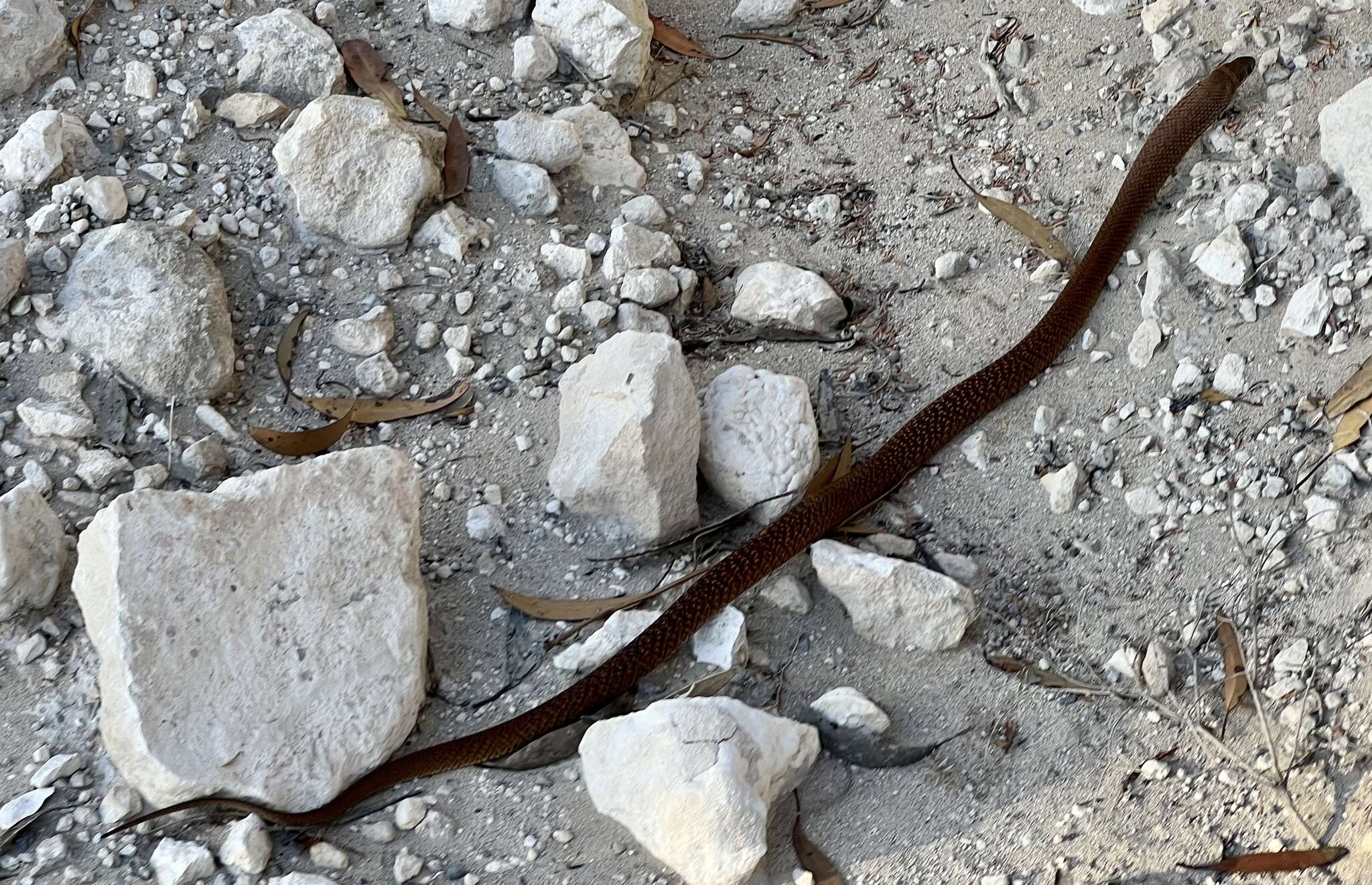 Image of Peninsula Brown Snake