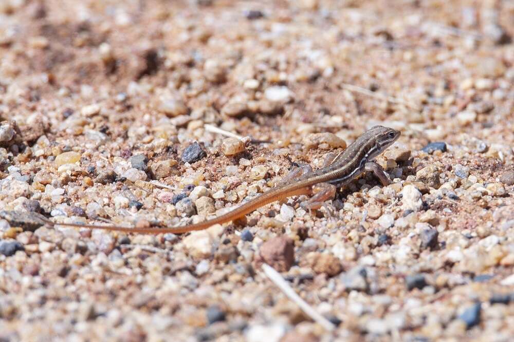 Image of Common Rough-scaled Lizard
